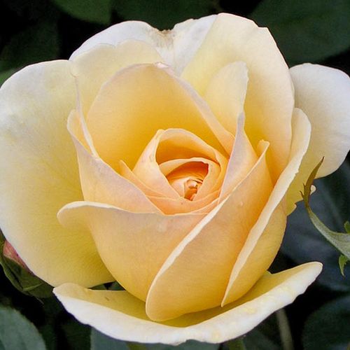 Brzoskwiniowy - Róże pienne - z kwiatami hybrydowo herbacianymi - korona równomiernie ukształtowana